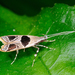 Long-horned Moths - Photo (c) Shipher (士緯) Wu (吳), some rights reserved (CC BY-NC-SA)