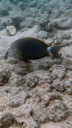 Acanthurus nigroris observed 2026-10-08