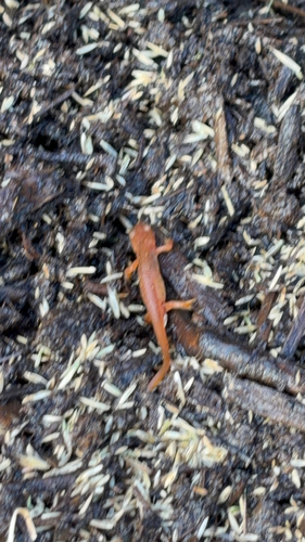 Eastern Newt
