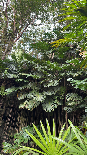 Monstera deliciosa observed 2026-10-09