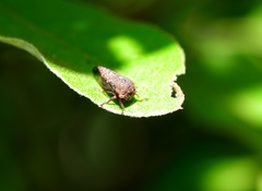 Smiliini