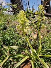 Toxicoscordion exaltatum