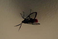 Aethria