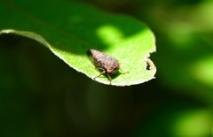 Smiliini