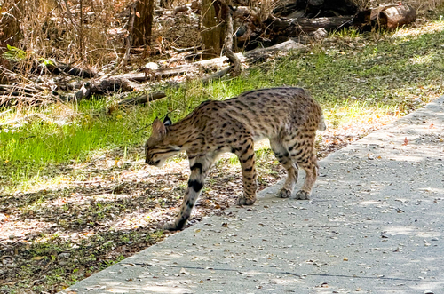 Bobcat