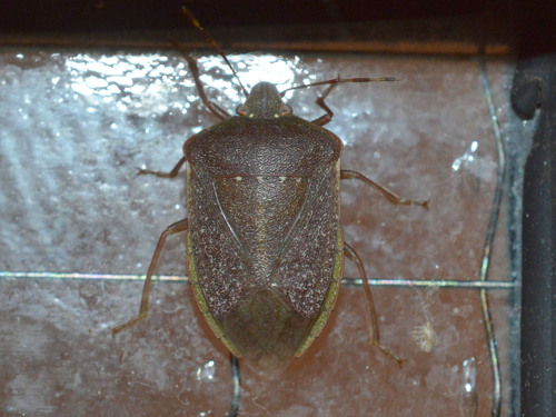Southern Green Stink Bug