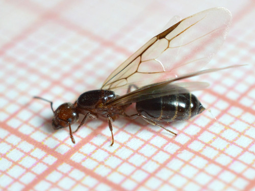 Schmidt's Cocktail Ant