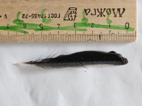 Plume de Mésange charbonnière