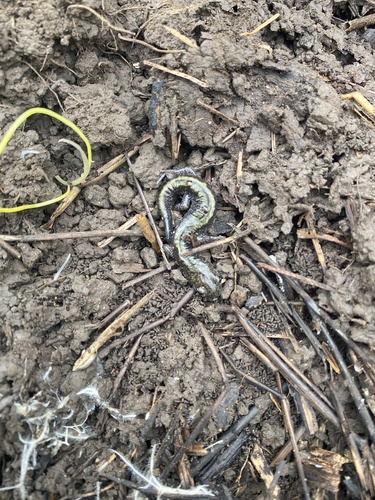 Long-toed Salamander