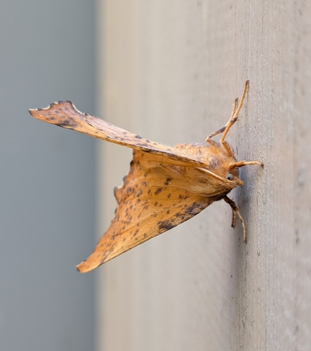 Maple Spanworm Moth