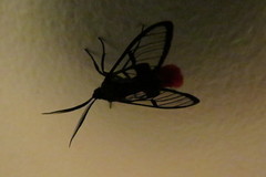 Aethria
