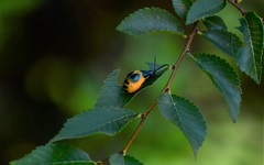 Monocesta ducalis
