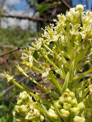 Toxicoscordion exaltatum