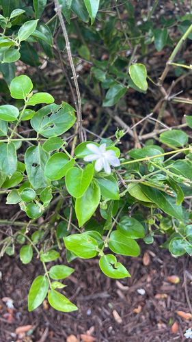 Jasminum multiflorum observed 2026-10-09