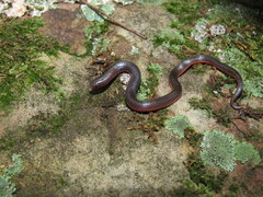 Carphophis amoenus helenae