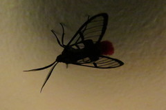 Aethria