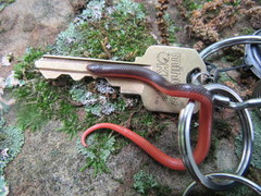 Carphophis amoenus helenae