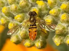 Toxomerus marginatus