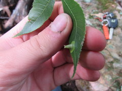 Phylloxera caryaefoliae