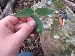 Phylloxera caryaefoliae
