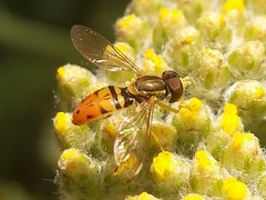 Toxomerus marginatus