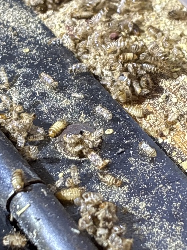Varied Carpet Beetle
