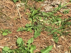 Callophrys