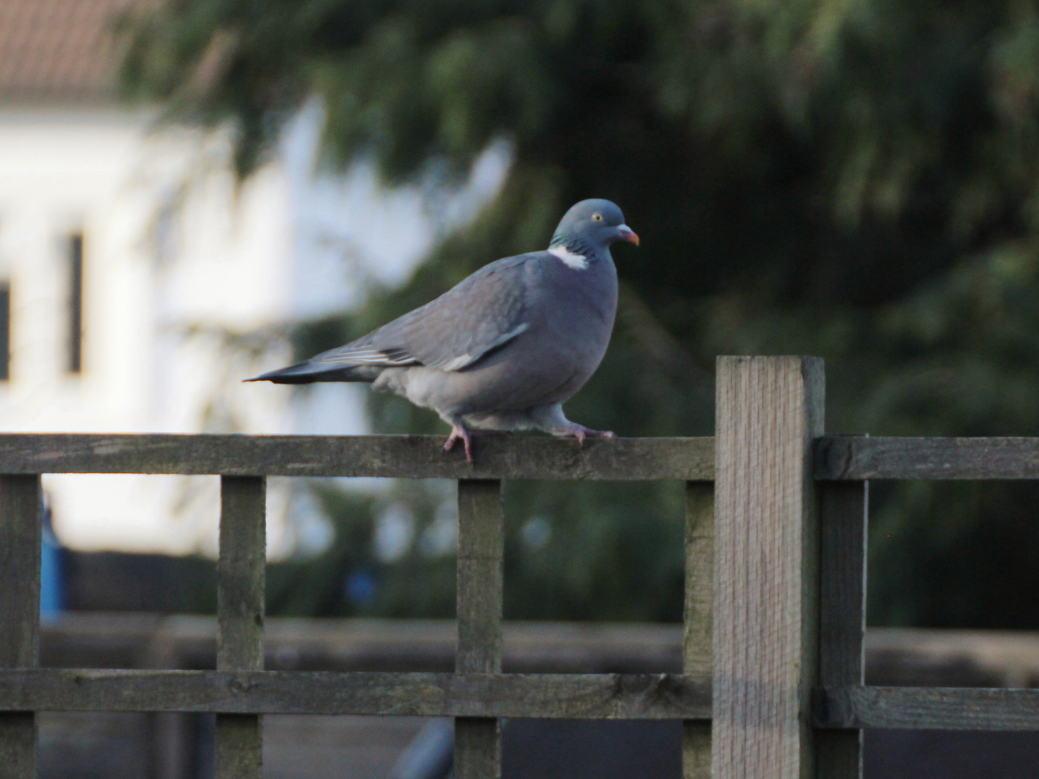Common Wood Pigeon
