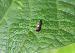 Grapholita fana