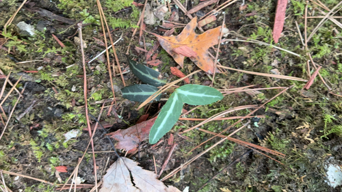 striped wintergreen