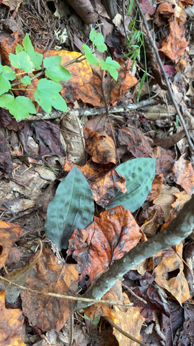 crane-fly orchid