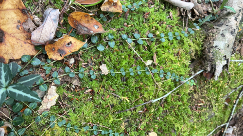 partridgeberry