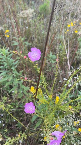 Beach False Foxglove