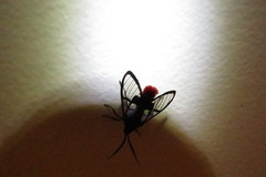 Aethria