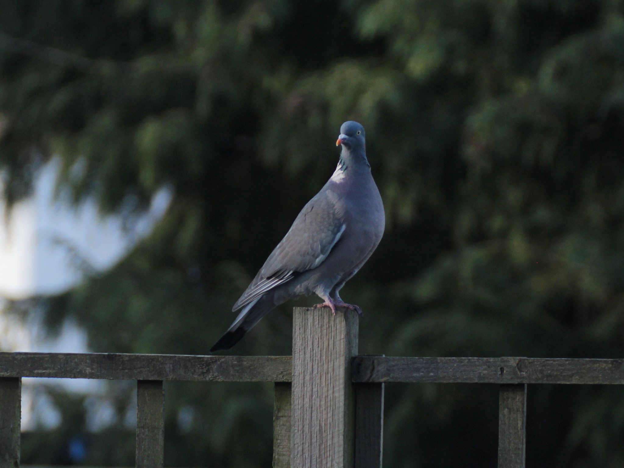 Common Wood Pigeon
