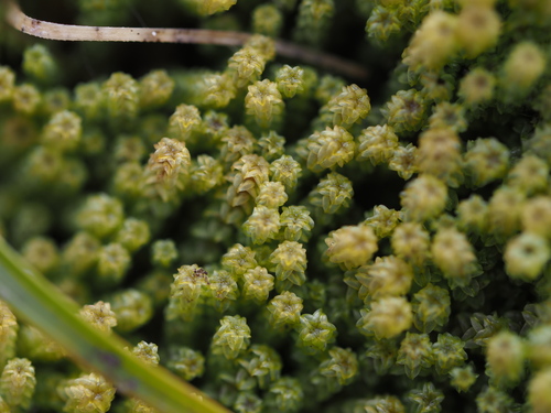 Paludella squarrosa, 2026-10-08