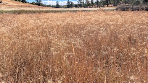 Elymus elymoides observed 2026-10-09