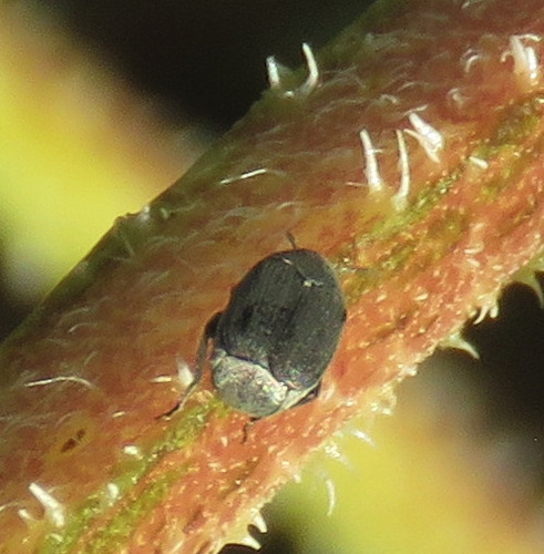 Pruinose Bean Weevil