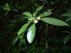 Kadua acuminata