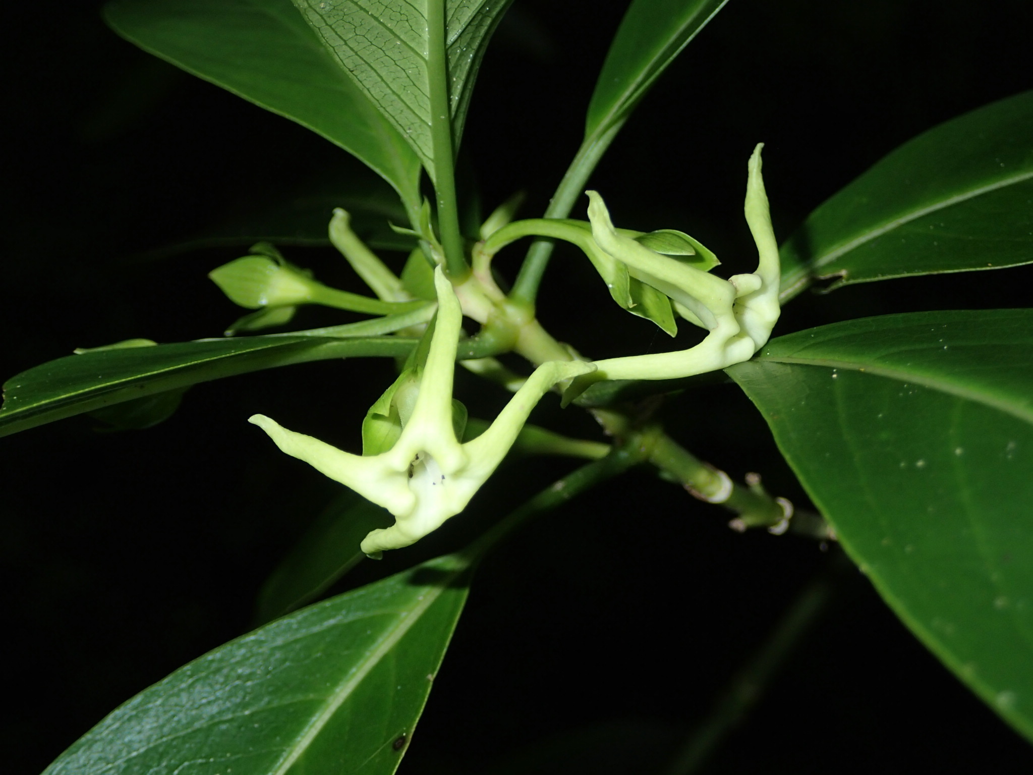 Kadua acuminata