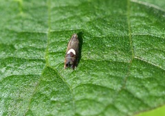 Grapholita fana