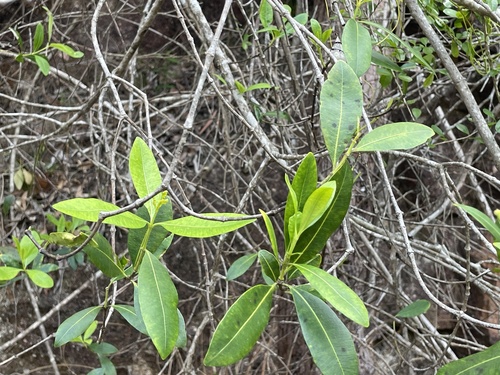 Alyxia spicata observed 2026-10-09