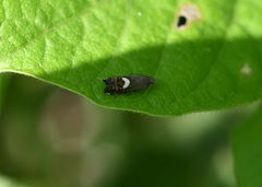 Grapholita fana