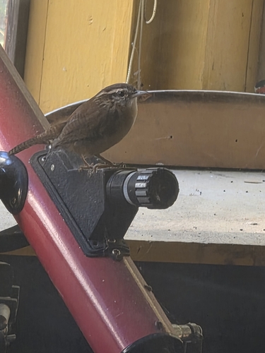 Carolina Wren
