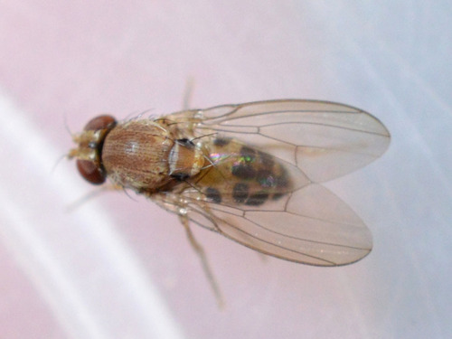 Leucophenga maculata