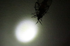 Aethria