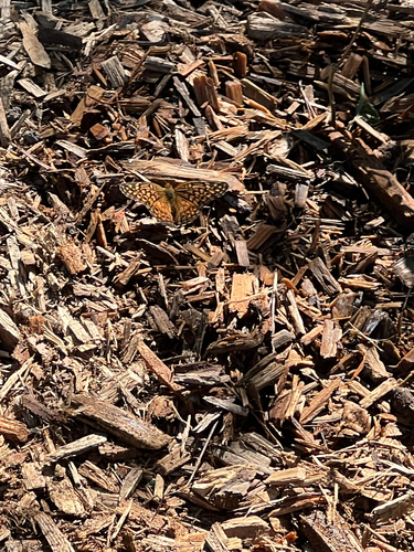 Variegated Fritillary