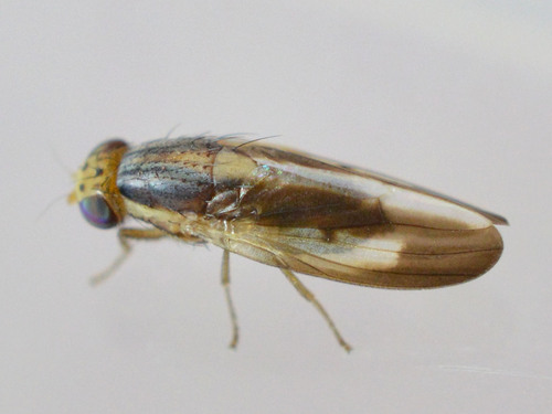 Peplomyza litura