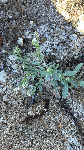 Heliotropium curassavicum observed 2026-10-09
