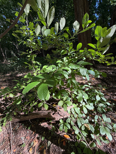 Viburnum sieboldii observed 2026-10-09
